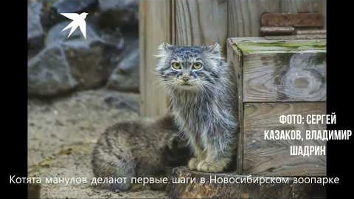 Котята манулов гипнотизируют посетителей Новосибирского зоопарка