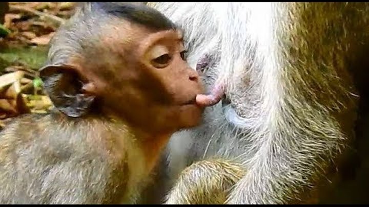 Poor baby Lori doo big hard test with thin old mother for milk but only in short dream. Poor baby Lori doo big hard test with thin old mother for milk but only in short dream.