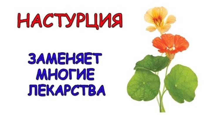 Настурция. Применение настурции в народной медицине. Полезные рецепты. Настурция. Применение настурции в народной медицине. Полезные рецепты.