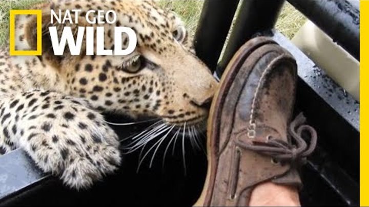 Wild Leopard Plays With a Tourist's Foot | Nat Geo Wild