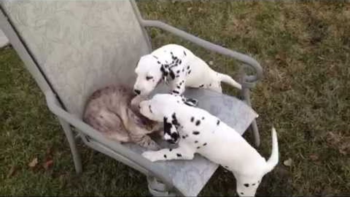 Puppies pick on extremely tolerant cat