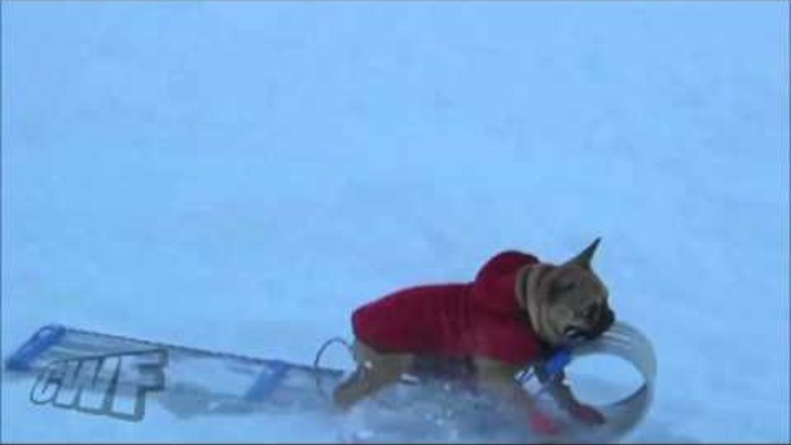 Cute Dog Movie - Dog Steals Snow Sled Away From Boy
