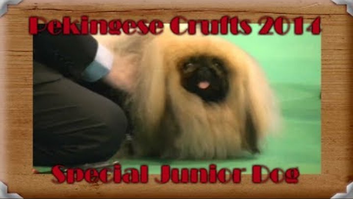 Pekingese Crufts 2014 Special Junior Dog