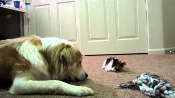 Murkin the Dog gets BOPPED on the nose by ADORABLE calico kitten