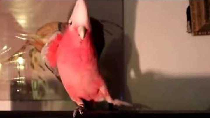 танцы-шманцы попугаев
