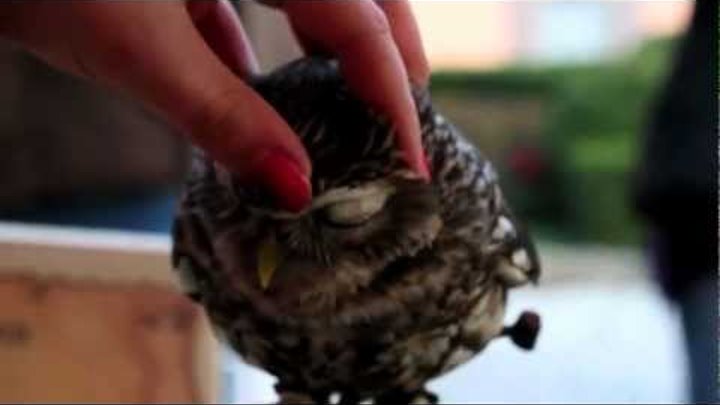 Lovely Owl/Няшная Сова:3