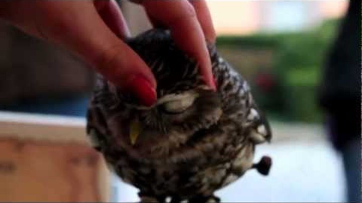 Lovely Owl/Няшная Сова:3 Lovely Owl/Няшная Сова:3