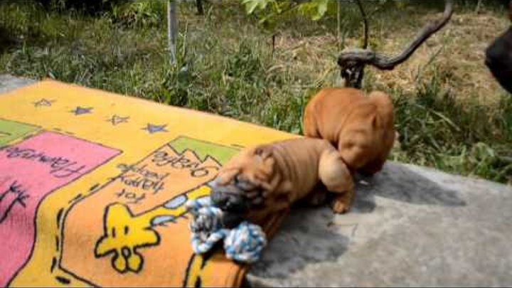 Shar-Pei puppies play / Щенки шар-пея играются Shar-Pei puppies play / Щенки шар-пея играются