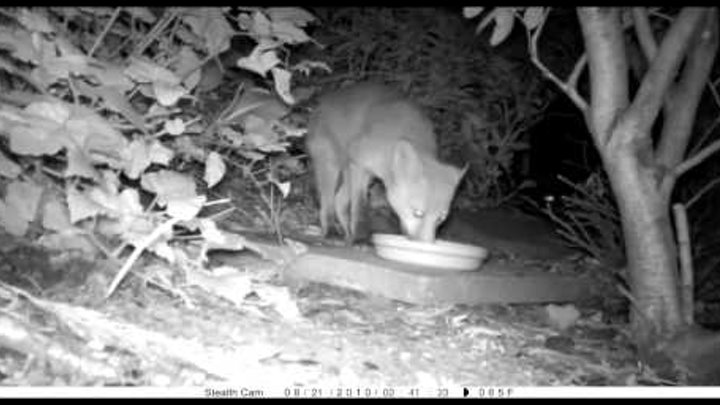 Unidentified animal attacks fox in garden captured on stealth cam prowler HD