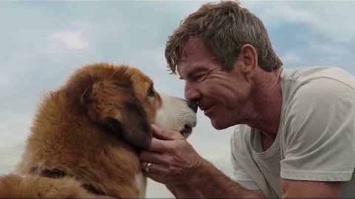 6 MENORES RAÇAS DE CACHORROS DO MUNDO! смотреть онлайн 6 MENORES RAÇAS DE CACHORROS DO MUNDO!