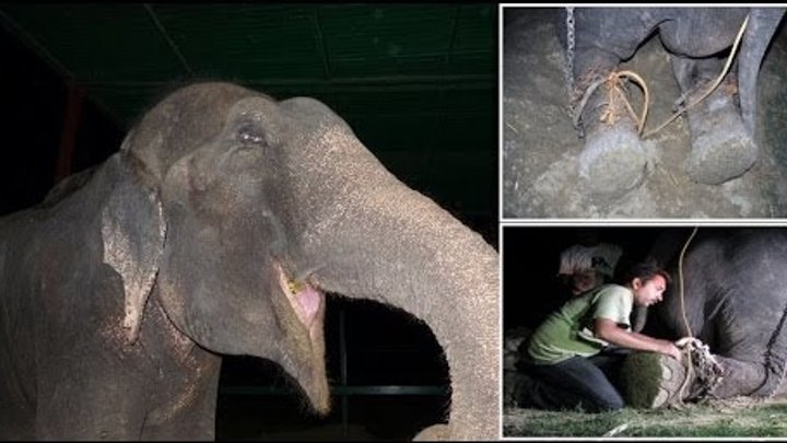 50 years a Slave : Raju the Elephant cried tears of joy after being freed from suffering 50 years a Slave : Raju the Elephant cried tears of joy after being freed from suffering