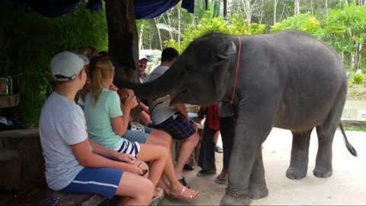 Поцелуй маленького слоненка|видео прикол слоник целует хоботом|шоу слоненка Пхукет Таиланд