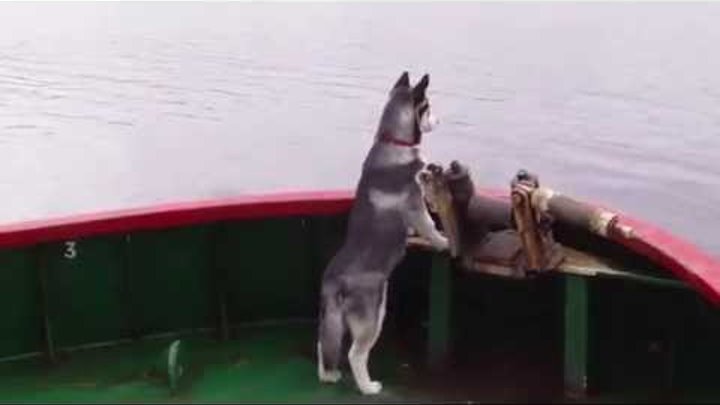 Собака - моряка. Сибирский хаски