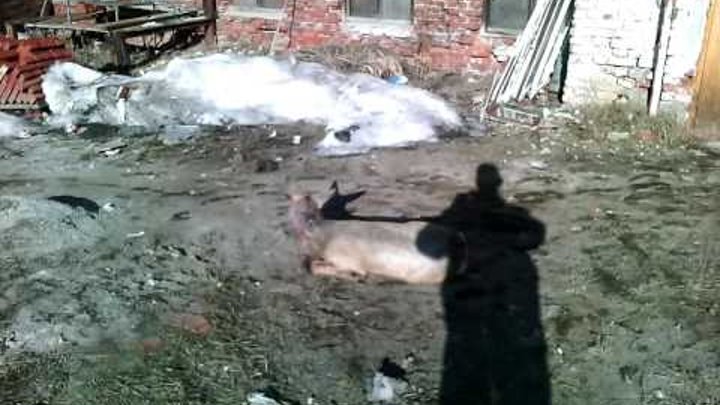 Одичавшие собаки разорвали косулю в черте города Алапаевска.