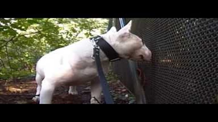 Bull Terrier Harry Chan in Silence of the Lambs