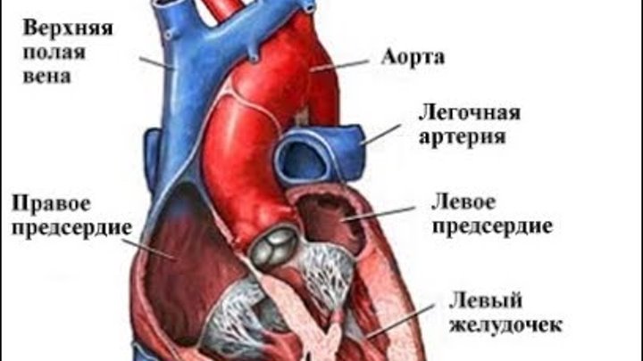 Правое предсердие аорта левый желудочек легкие левое. Строение левого желудочка сердца анатомия. Строение левого предсердия сердца. Строение сердца левый желудочек левое предсердие. Строение правого желудочка сердца.