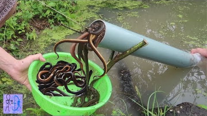 Lần Đầu Tiên Bẫy Lươn Bằng Ống Nhựa PVC & Cái Kết Bất Ngờ . Bắt Lươn Đơn Giản .Amazing PVC Eel Trap