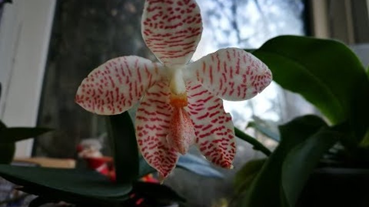 Новые орхидеи в моей коллекции