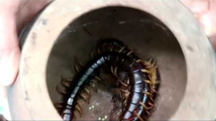 Survival skills: Catch centipede and grilled on clay for food - Cooking centipede eating delicious
