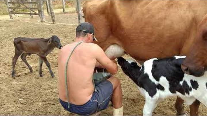 Separando as vacas dos bezerros e soltando no pasto para tirar o leite do outro gado.