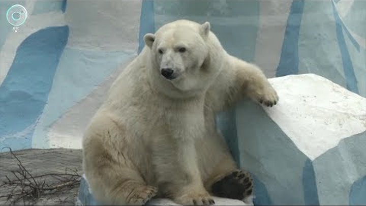 Белые медведи Кай и Герда из Новосибирского зоопарка отмечают юбилей