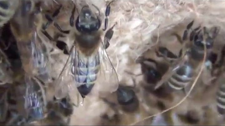 Зимовка пчел Осмотр пчел на втором точке 31 января The wintering of bees Inspection of the bees at