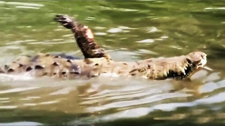 Crocodile and a Man. Attack. Крокодил и человек. Нападение человека на крокодила.