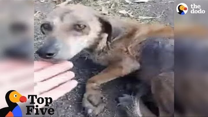 Woman Stops For Stray Dog On The Road That Changes Her Life + Other Dogs Rescues | The Dodo Top 5