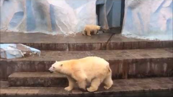 Для тех кто ещё не видел Шилку (Белые медведи в Новосибирском зоопарке)