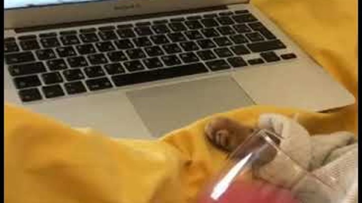 Кот лежит на диване пьет шампанское смотрят ноутбук