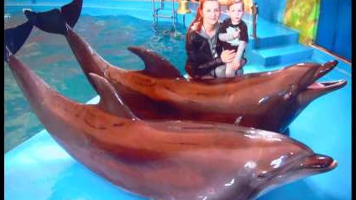Дельфинарий НЕМО Dolphinarium NEMO ШОУ ДЕЛЬФИНОВ Дельфинарий НЕМО Dolphinarium NEMO ШОУ ДЕЛЬФИНОВ