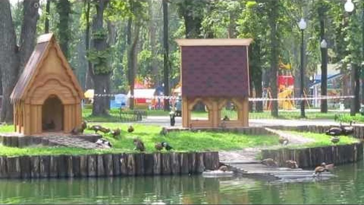 Озеро лебеди Парк Горького Харьков Lake swans Gorky Park Kharkov