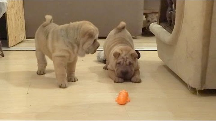 Shar Pei Puppies are Surprised by Giant Mechanical Ant Shar Pei Puppies are Surprised by Giant Mechanical Ant