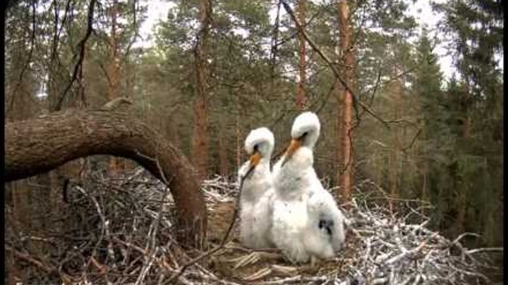Белые птенцы в гнезде чёрного аиста Эстония White chicks in nest of black storks Estonia Beauty :() Белые птенцы в гнезде чёрного аиста Эстония White chicks in nest of black storks Estonia Beauty :()