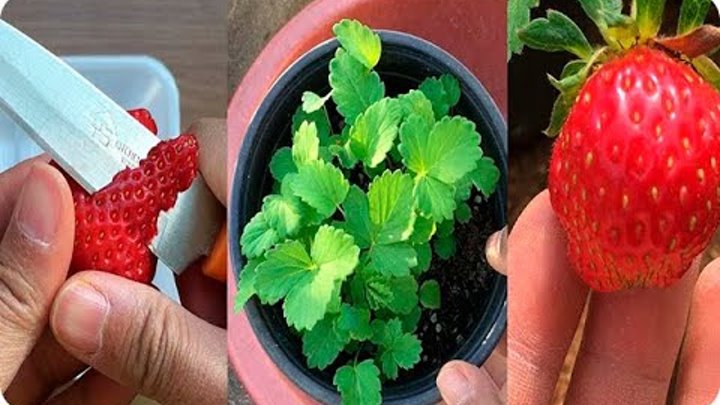 La Forma Mas Facil De Germinar Una Fresa De Supermercado ( frutilla ) || La Huertina De Toni La Forma Mas Facil De Germinar Una Fresa De Supermercado ( frutilla ) || La Huertina De Toni