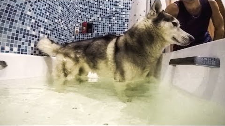 Учим хаски плавать в ванной | Лайфхак | Дрессировка собак