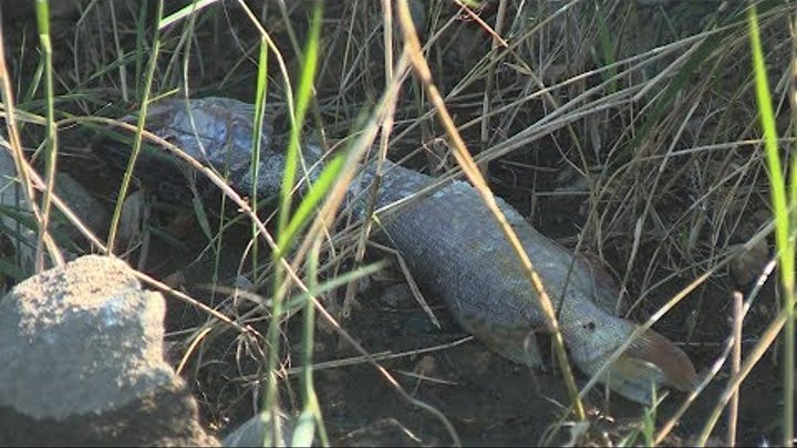 Эксперты выясняют причины массовой гибели рыбы в Ангарском пруду