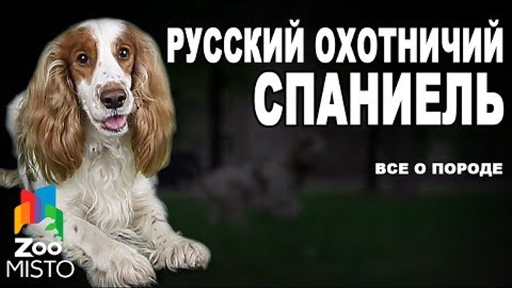 Русский охотничий спаниель - Все о породе собаки | Собака породы - Русский охотничий спаниель