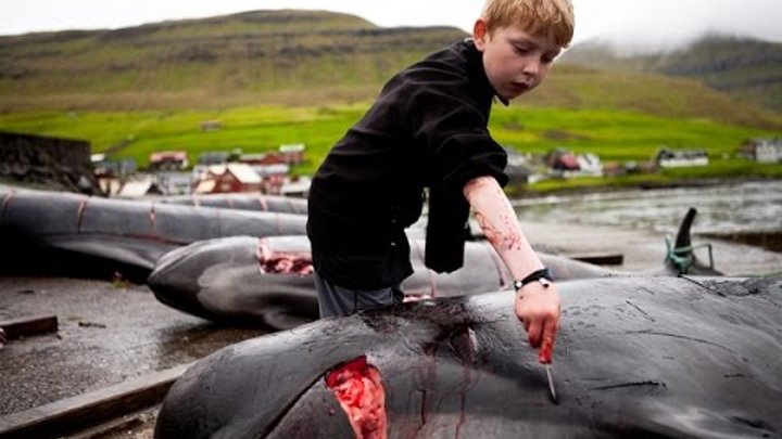 Остановить Гриндадрап, Фарерские Острова, Убийство Дельфинов