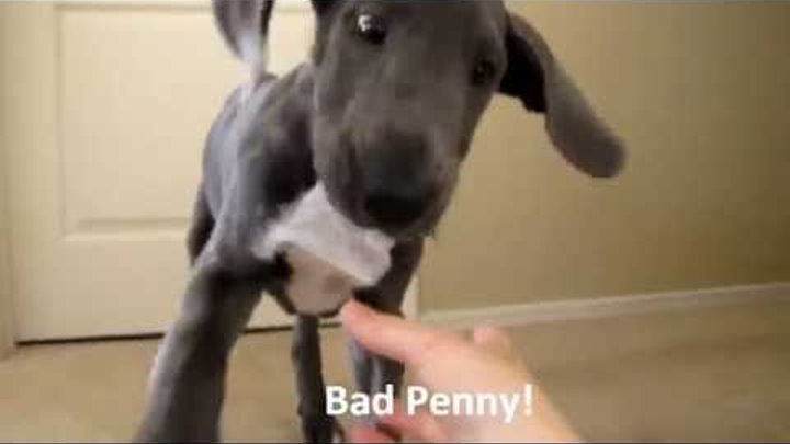 Penny the Cute Blue Great Dane Puppy LOVES Bath Time! Penny the Cute Blue Great Dane Puppy LOVES Bath Time!