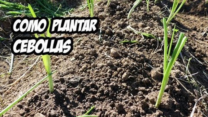 Como Plantar Cebollas en el Huerto | La Huerta de Ivan