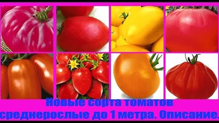 Новые сорта томатов среднерослые до 1 метра. Описание. Выпуск 209