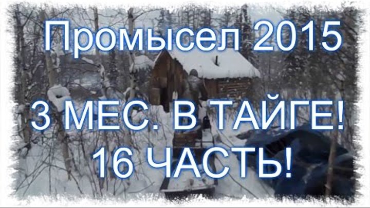 16 Часть . Промысел в тайге 2015! Сезон открыт. Ставим капканы на соболя.