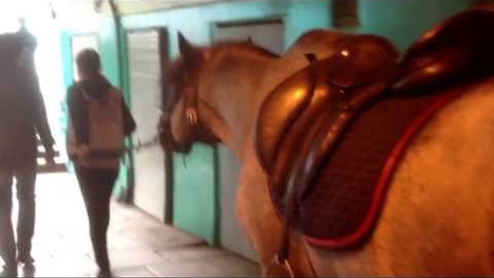 Horse in the underground / Лошади умеют ездить в метро Horse in the underground / Лошади умеют ездить в метро