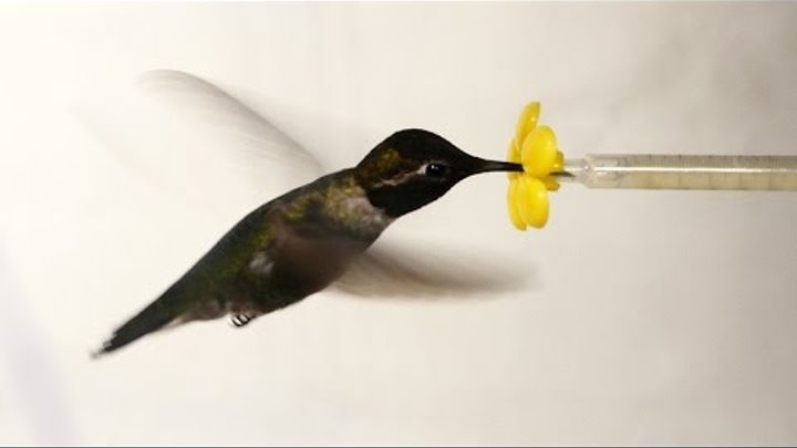 What Happens When You Put a Hummingbird in a Wind Tunnel? | Deep Look What Happens When You Put a Hummingbird in a Wind Tunnel? | Deep Look