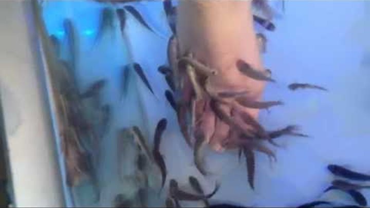 Fish Eating Feet - Dr Fish- doktor-balık-sivas kangal balık-garrarufu-Akvaryum-Art