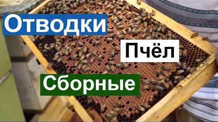 Пасека #84 Отводки Сборные, Как размножить Пчёл Пчеловодство для начинающих