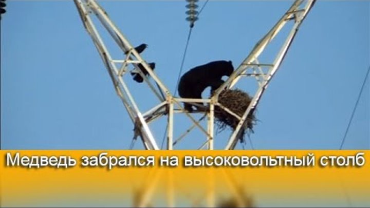 Медведь забрался на 30-метровый высоковольтный столб в воронье гнездо!