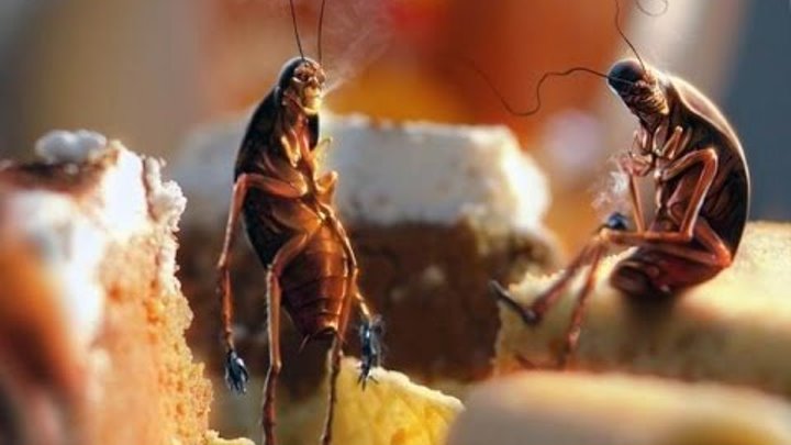 Куда и почему пропали тараканы