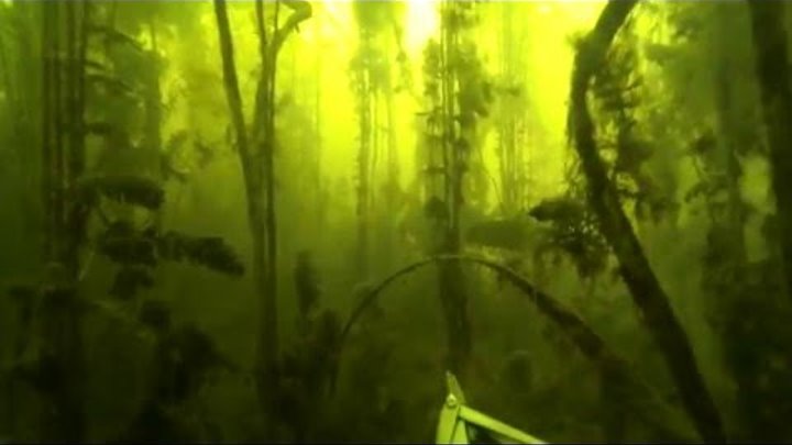 Подводная охота на щуку в речных джунглях